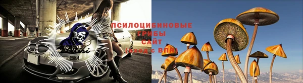 сатива Магадан